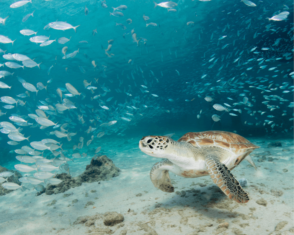 sea turtle